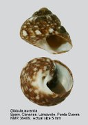 Gibbula aurantia (3)